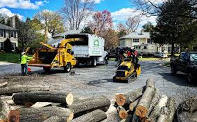 How Our Tree Care Process Works  in  Mccaysville, GA